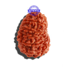 Load image into Gallery viewer, 14 Mukhi Nepalese Rudraksha - Bead No. 258