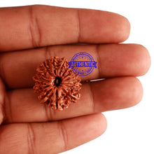 Load image into Gallery viewer, 14 Mukhi Nepalese Rudraksha - Bead No. 259