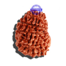 Load image into Gallery viewer, 14 Mukhi Nepalese Rudraksha - Bead No. 259