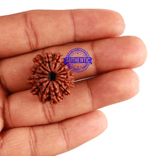 Load image into Gallery viewer, 14 Mukhi Nepalese Rudraksha - Bead No. 262