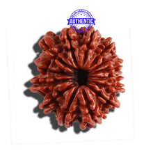 Load image into Gallery viewer, 14 Mukhi Nepalese Rudraksha - Bead No. 262