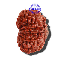 Load image into Gallery viewer, 14 Mukhi Nepalese Rudraksha - Bead No. 262
