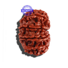Load image into Gallery viewer, 14 Mukhi Nepalese Rudraksha - Bead No. 262