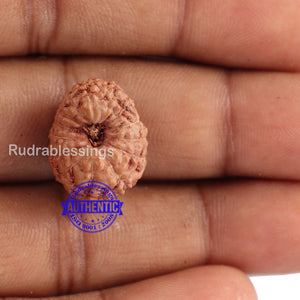14 mukhi Indonesian Rudraksha -  Bead No. 123