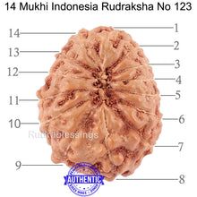 Load image into Gallery viewer, 14 mukhi Indonesian Rudraksha -  Bead No. 123
