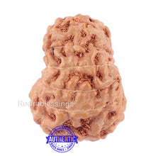 Load image into Gallery viewer, 14 mukhi Indonesian Rudraksha - Bead No. 123