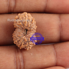 Load image into Gallery viewer, 14 mukhi Indonesian Rudraksha - Bead No. 124