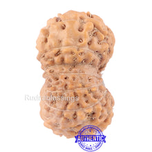 Load image into Gallery viewer, 14 mukhi Indonesian Rudraksha - Bead No. 124