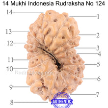 Load image into Gallery viewer, 14 mukhi Indonesian Rudraksha - Bead No. 124
