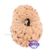 Load image into Gallery viewer, 14 mukhi Indonesian Rudraksha - Bead No. 125