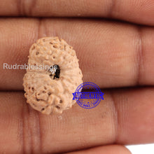Load image into Gallery viewer, 14 mukhi Indonesian Rudraksha - Bead No. 125