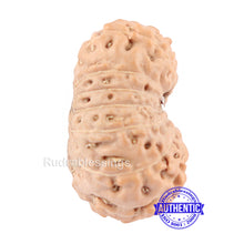 Load image into Gallery viewer, 14 mukhi Indonesian Rudraksha - Bead No. 125