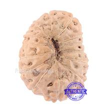 Load image into Gallery viewer, 14 mukhi Indonesian Rudraksha - Bead No. 125