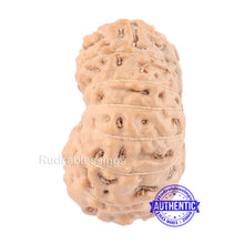 Load image into Gallery viewer, 14 mukhi Indonesian Rudraksha - Bead No. 125