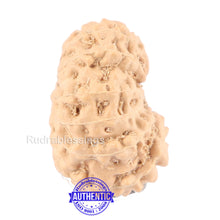 Load image into Gallery viewer, 14 mukhi Indonesian Rudraksha - Bead No. 127