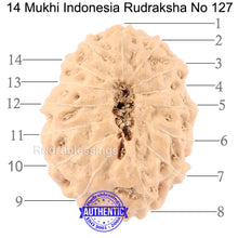 Load image into Gallery viewer, 14 mukhi Indonesian Rudraksha - Bead No. 127