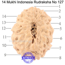 Load image into Gallery viewer, 14 mukhi Indonesian Rudraksha -  Bead No. 127
