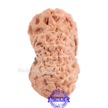 Load image into Gallery viewer, 14 mukhi Indonesian Rudraksha - Bead No. 134