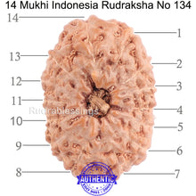 Load image into Gallery viewer, 14 mukhi Indonesian Rudraksha - Bead No. 134