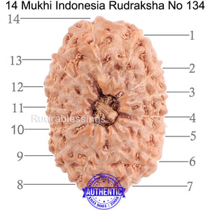 14 mukhi Indonesian Rudraksha -  Bead No. 134