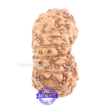 Load image into Gallery viewer, 14 mukhi Indonesian Rudraksha - Bead No. 135