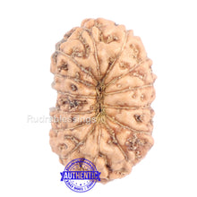 Load image into Gallery viewer, 14 mukhi Indonesian Rudraksha - Bead No. 135