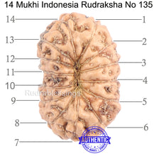 Load image into Gallery viewer, 14 mukhi Indonesian Rudraksha - Bead No. 135