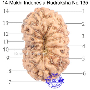 14 mukhi Indonesian Rudraksha -  Bead No. 135