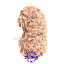 Load image into Gallery viewer, 14 mukhi Indonesian Rudraksha - Bead No. 135