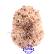 Load image into Gallery viewer, 14 mukhi Indonesian Rudraksha - Bead No. 138