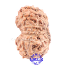 Load image into Gallery viewer, 14 mukhi Indonesian Rudraksha - Bead No. 138