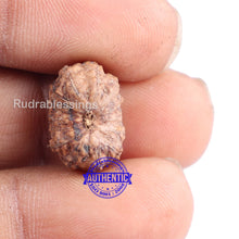 Load image into Gallery viewer, 14 mukhi Indonesian Rudraksha - Bead No. 139