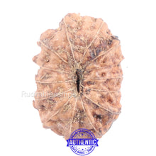 Load image into Gallery viewer, 14 mukhi Indonesian Rudraksha - Bead No. 139