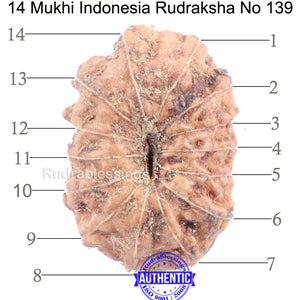 14 mukhi Indonesian Rudraksha -  Bead No. 139
