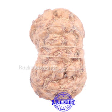 Load image into Gallery viewer, 14 mukhi Indonesian Rudraksha - Bead No. 139