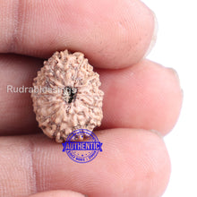 Load image into Gallery viewer, 14 mukhi Indonesian Rudraksha - Bead No. 141