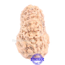 Load image into Gallery viewer, 14 mukhi Indonesian Rudraksha - Bead No. 141