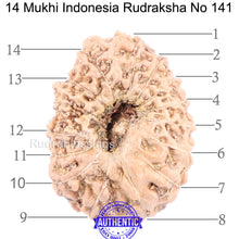 Load image into Gallery viewer, 14 mukhi Indonesian Rudraksha - Bead No. 141
