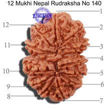 Load image into Gallery viewer, 12 Mukhi Nepalese Rudraksha - Bead No 140