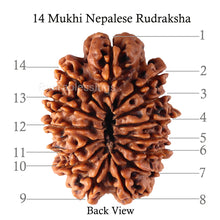 Load image into Gallery viewer, 14 Mukhi Nepalese Rudraksha - Bead No. 143