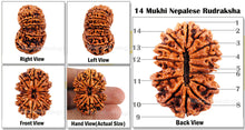 Load image into Gallery viewer, 14 Mukhi Nepalese Rudraksha - Bead No. 64