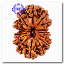Load image into Gallery viewer, 14 Mukhi Nepalese Rudraksha - Bead No. 64