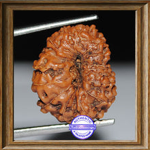 Load image into Gallery viewer, 14 mukhi Indonesian Rudraksha - Bead No. 89
