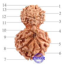 Load image into Gallery viewer, 14 mukhi Indonesian Gaurishankar Rudraksha - Bead No. 159