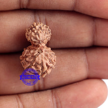 Load image into Gallery viewer, 14 mukhi Indonesian Gaurishankar Rudraksha - Bead No. 159
