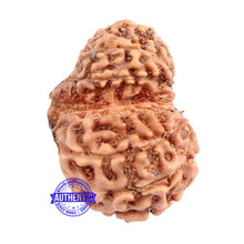 Load image into Gallery viewer, 14 mukhi Indonesian Gaurishankar Rudraksha - Bead No. 159