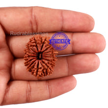 Load image into Gallery viewer, 14 Mukhi Nepalese Rudraksha - Bead No. 118