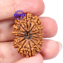 Load image into Gallery viewer, 14 Mukhi Nepalese Rudraksha - Bead No. 181