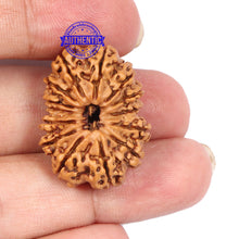 Load image into Gallery viewer, 14 Mukhi Nepalese Rudraksha - Bead No. 185