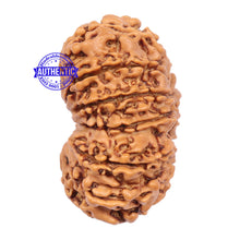 Load image into Gallery viewer, 14 Mukhi Nepalese Rudraksha - Bead No. 185